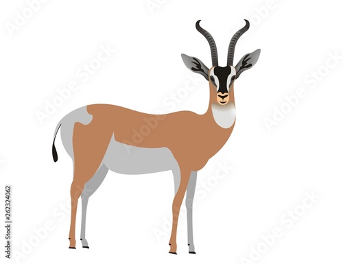 Soemmerrings gazelle, Nanger soemmerringii