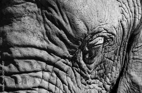 Close up of face of African elephant, photographed in monochrome at Knysna Elephant Park in the Garden Route, Western Cape,. South Africa