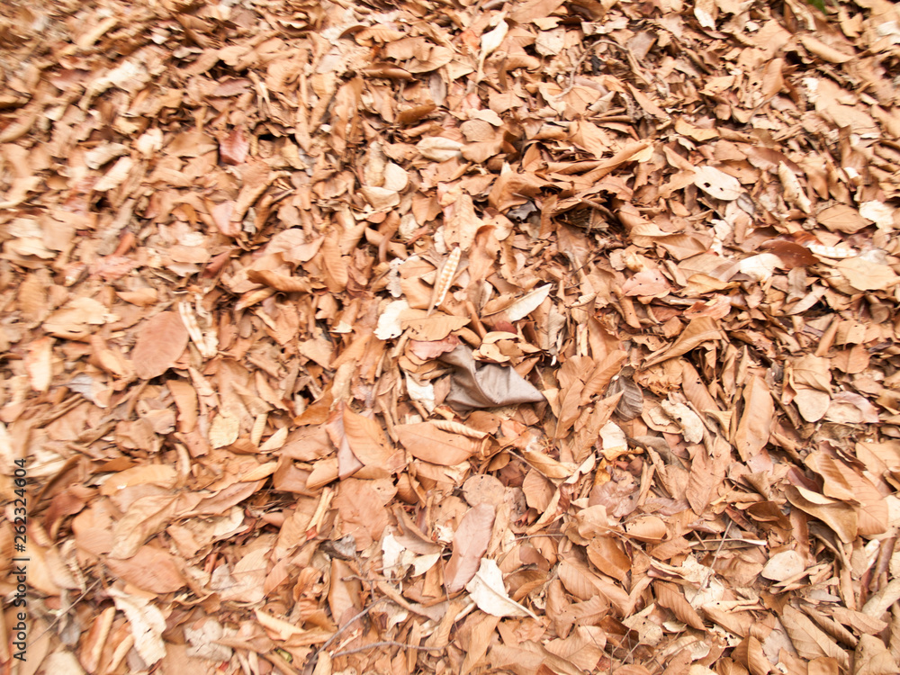 Texture of dry leaves use for backgrounds images
