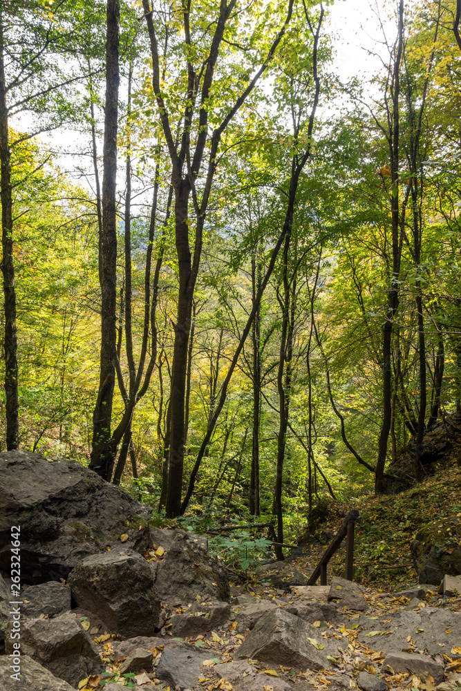 Green forest near town of Devin, Rhodope Mountains, Bulgaria Green forest near town of Devin, Rhodope Mountains, Bulgaria