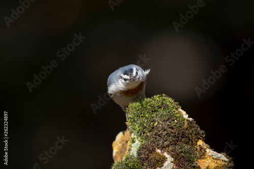 Cute little bird. Dark nature background. Krupers Nuthatch. Sitta krueperi. photo