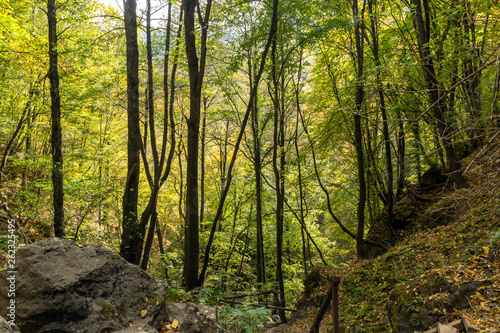 Green forest near town of Devin, Rhodope Mountains, Bulgaria