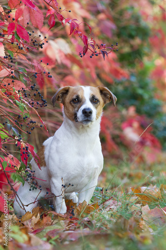 Jack Russel Rüde im Herbstlaub