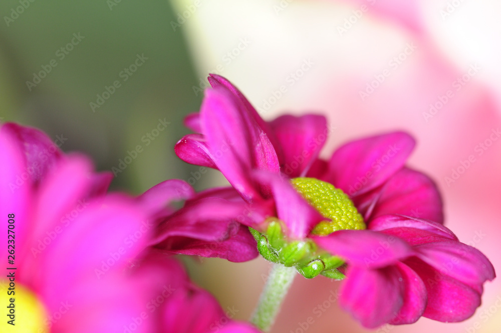 rote blumen nahaufnahmen rote blumen nahaufnahmen