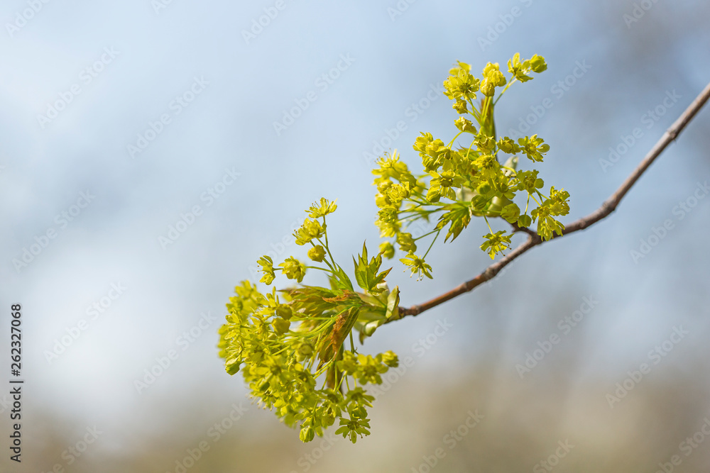 branches with flowers and young green leaves Norway maple (Acer platanoides) in backlight with blurred background and bokeh
