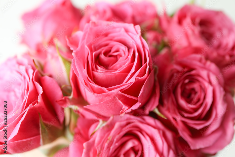 Beautiful fresh pink roses as background, closeup