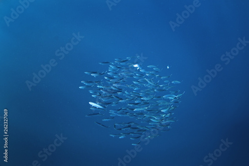 Sardine, Mexico, ocean