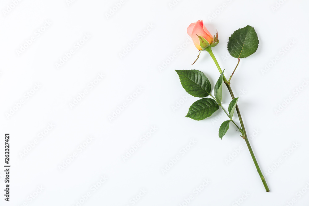 Beautiful orange rose on white background, space for text Beautiful orange rose on white background, space for text