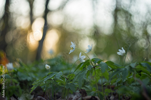 Spring forest flower Anemone nemorosa in the backyard evening light on a blurry background with the original bokeh