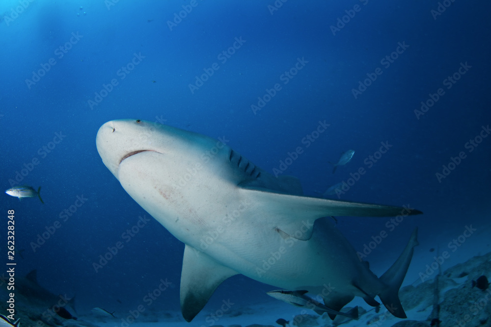 Obraz premium bull shark, carcharhinus leucas, zambezi shark