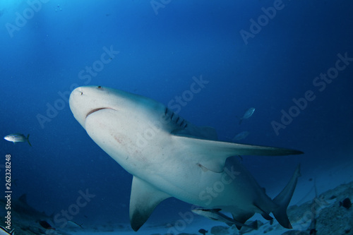 bull shark, carcharhinus leucas, zambezi shark