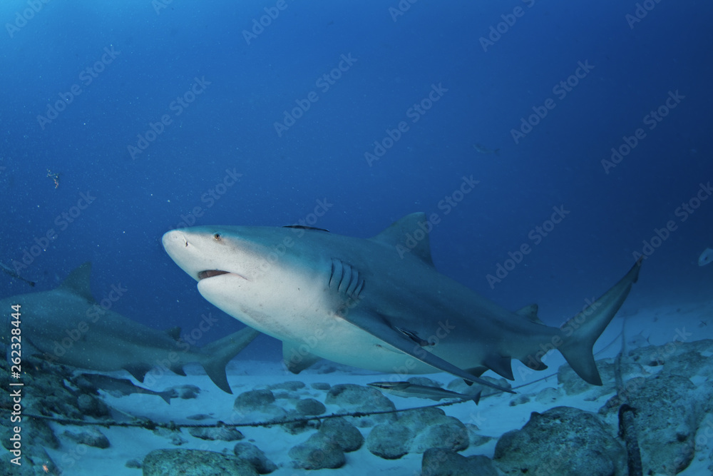 Fototapeta premium bull shark, carcharhinus leucas, zambezi shark