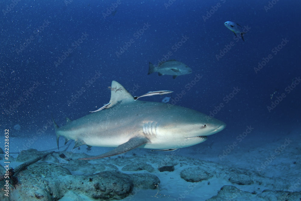 bull shark, carcharhinus leucas, zambezi shark bull shark, carcharhinus leucas, zambezi shark