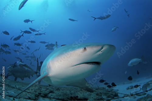 bull shark, carcharhinus leucas, zambezi shark © prochym
