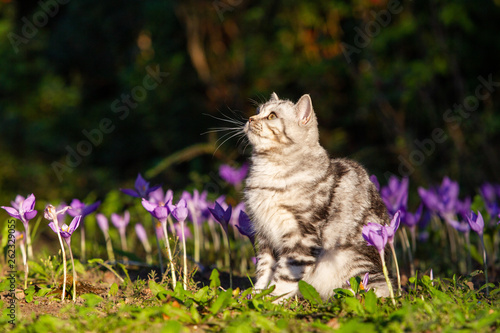 Foto British Kurzhaar Katze im Frühling