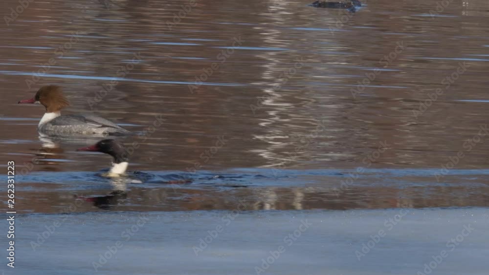 Common Mergus Merganser, Goosander, couple swimming in a river. Male bird comes to water surface after diving. TRIPOD close-up shot. Birds swim away. Common Mergus Merganser, Goosander, couple swimming in a river. Male bird comes to water surface after diving. TRIPOD close-up shot. Birds swim away.