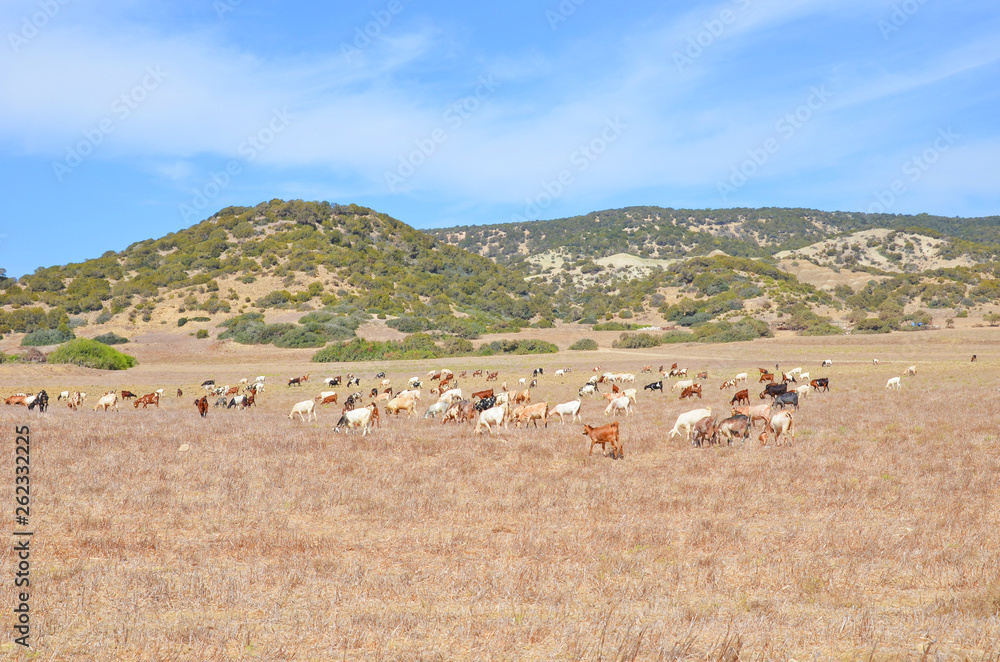 Beautiful coutryside landscape with a herd of goats grazing on the field in Karpas Peninsula, Northern Cyprus. Cypriot subtropical nature is a popular tourist attraction. 