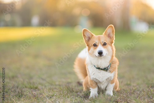 Beautiful welsh corgi pembroke dog portrait sitting in the park focused and looking to the camera © Justyna