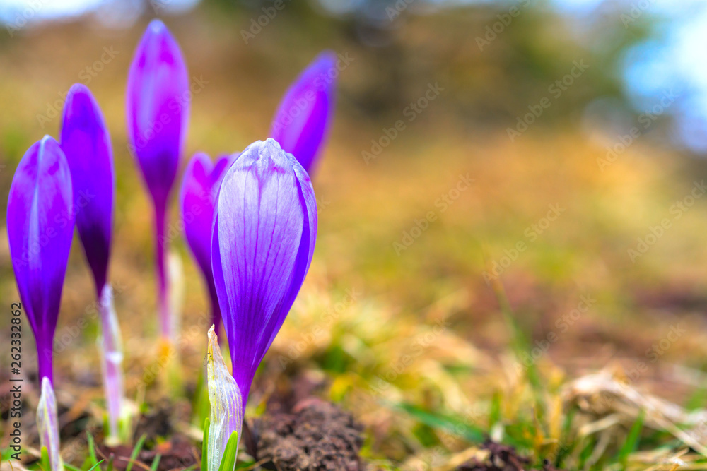 Crocus on bright colorful background. spring flowers. Crocus on bright colorful background. spring flowers.