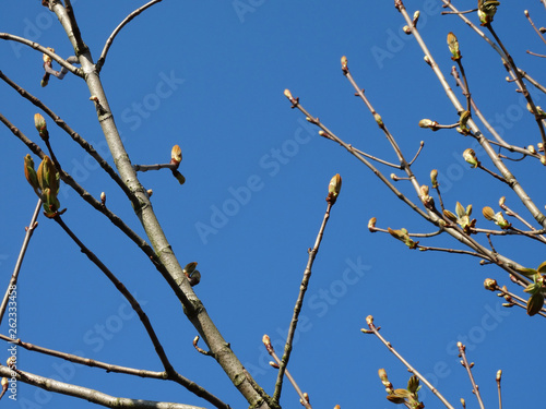 Äste eines Baumes mit vielen Knospen im April photo