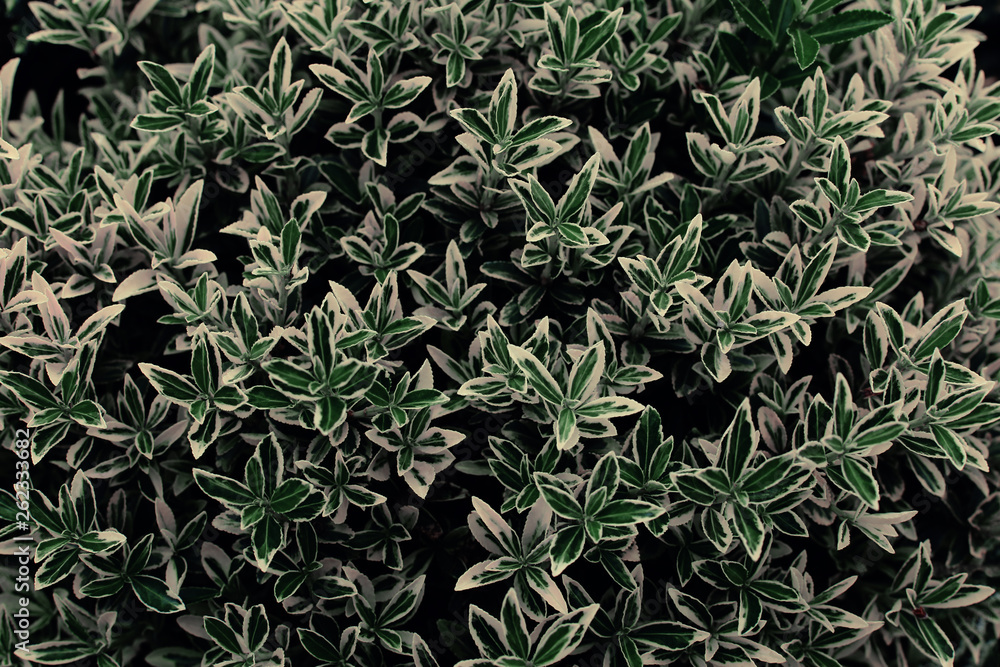 Fototapeta premium Green background of plant leaves. Fresh spring tropical greens. Abstract floral background.