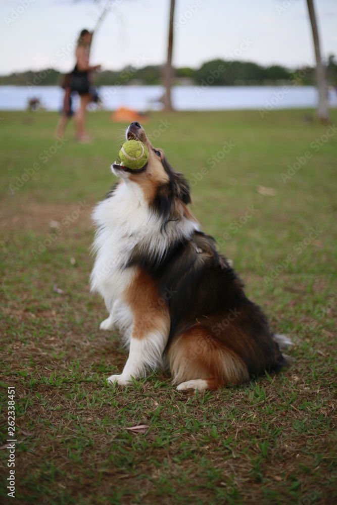 Dog and the ball