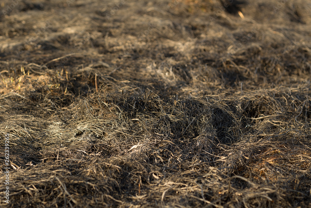 burnt grass burnt grass