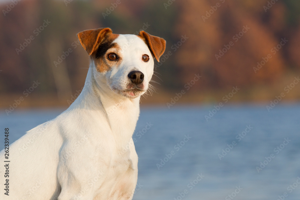 Hund Jack Russel Terrier Rüde Rassehund reinrassig niedlich am See