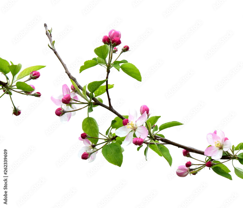 Apfelbaum - Wunderschöne Blüten an einem Ast isoliert vor weißen Hintergrund