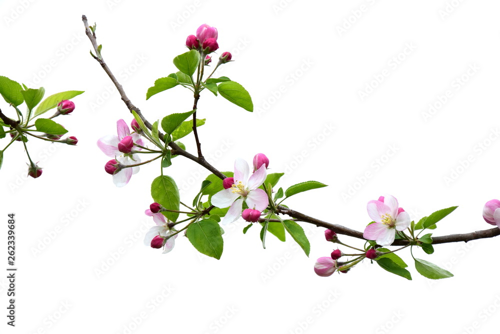Apfelbaum - Ast mit Blüten - Freisteller weißer Hintergrund