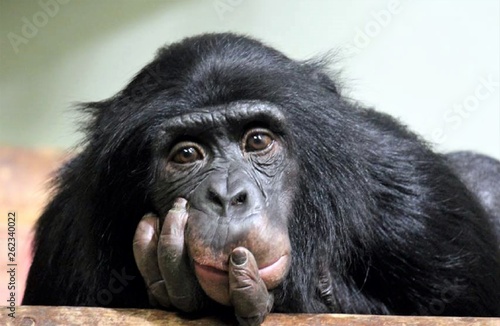 Foto chimp chimpanzee monkey ape , chimp looking sad (pan troglodyte chimp or common