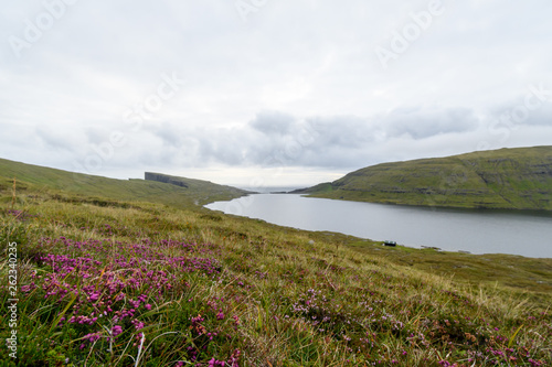 Wild flowers in Faroe Islands