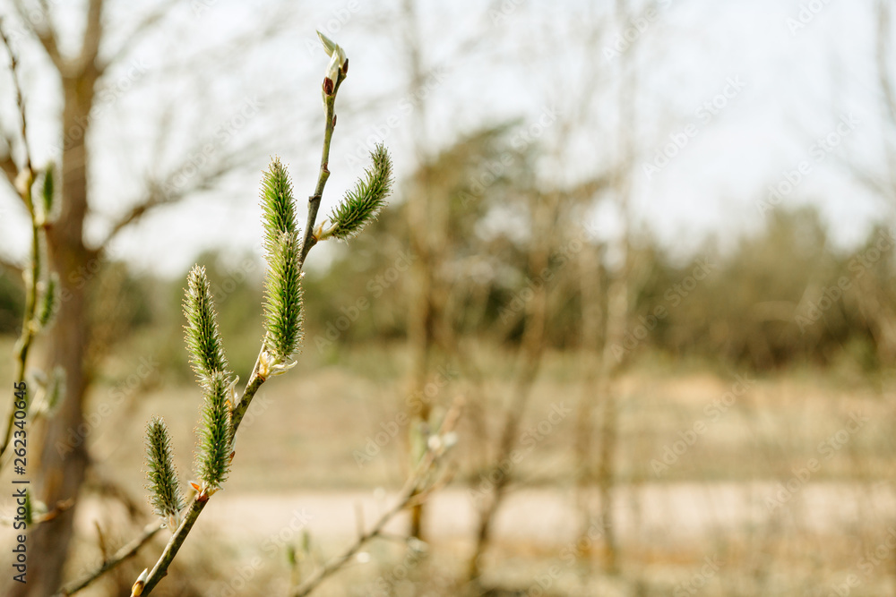 Spring vibes. Flowering plants. Spring vibes. Flowering plants.