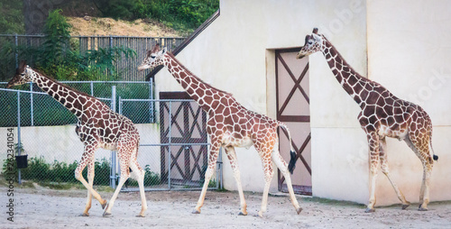 Photography giraffes in the zoo