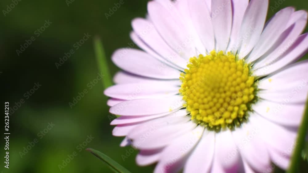 A daisy (Bellis perennis) flutters in the gentle breeze. Macro shot. Beautifully blurred green grass in the background. A daisy (Bellis perennis) flutters in the gentle breeze. Macro shot. Beautifully blurred green grass in the background.