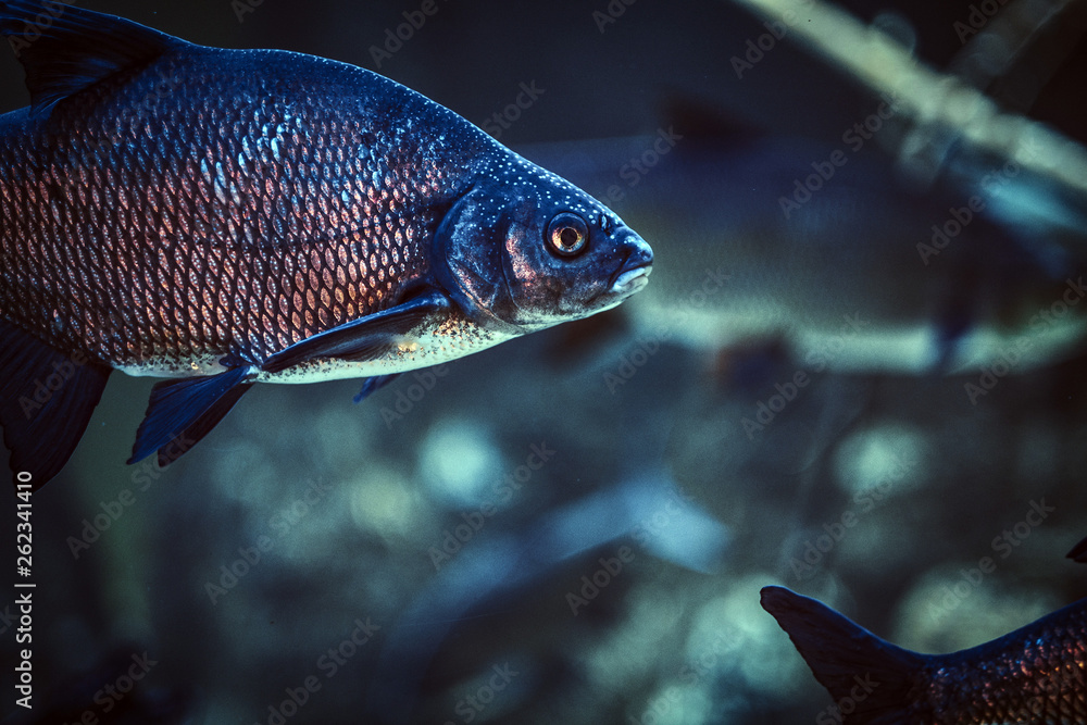 Photo of a fish, life underwater in the Oceanarium Photo of a fish, life underwater in the Oceanarium