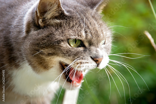 Hissing Cat photo