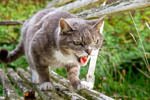 Hissing Cat photo