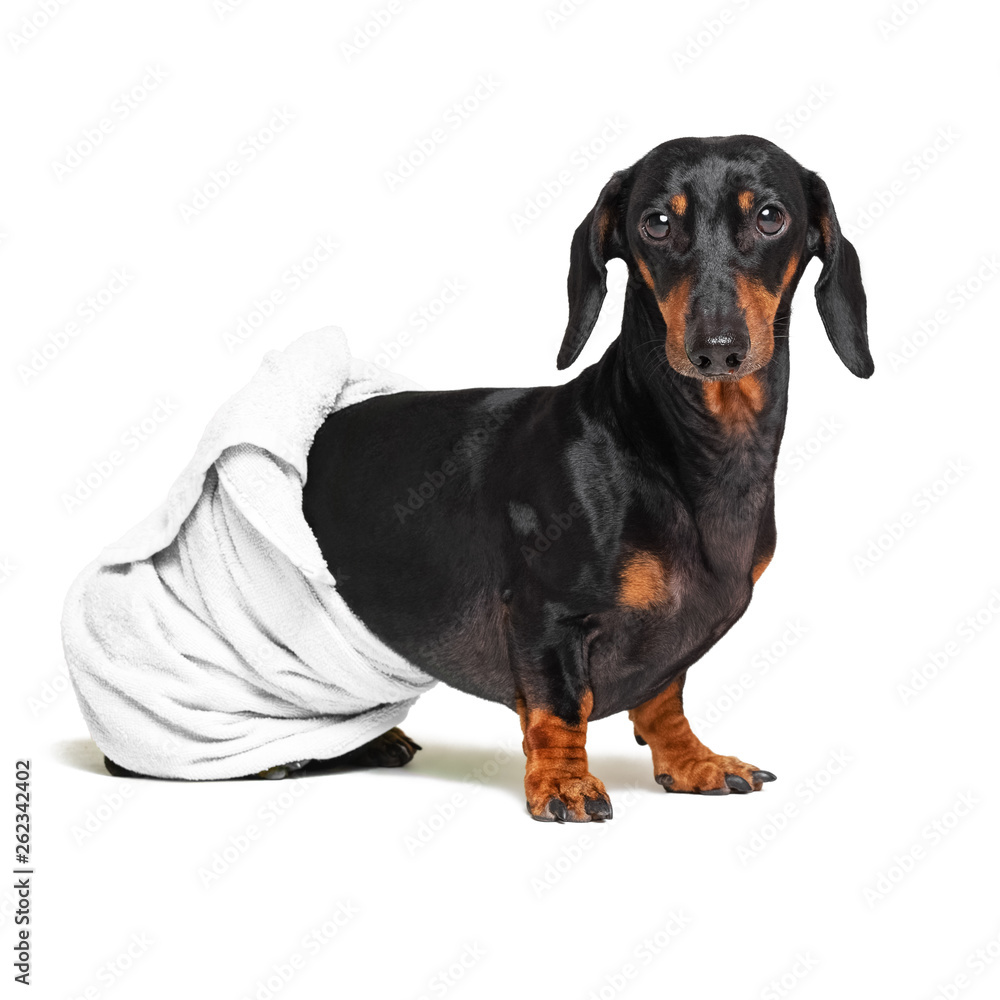 dog  breed of dachshund, black and tan, after a bath with a white towel wrapped around her  body isolated on white background