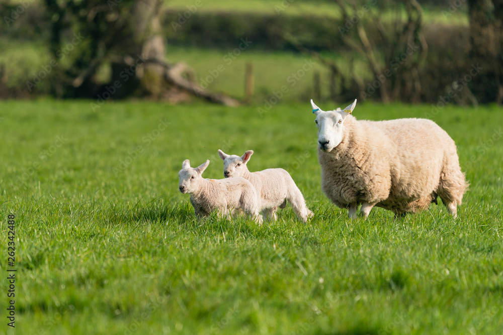 Obraz premium Ewe with lambs.