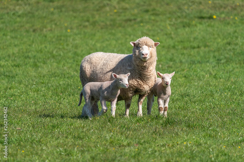 Ewe with lambs.