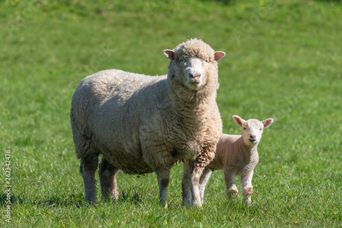 Ewe with lambs.