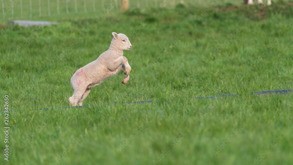 Lamb playing.