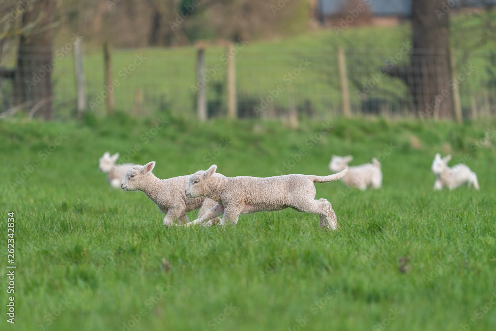 Obraz premium Lambs playing.
