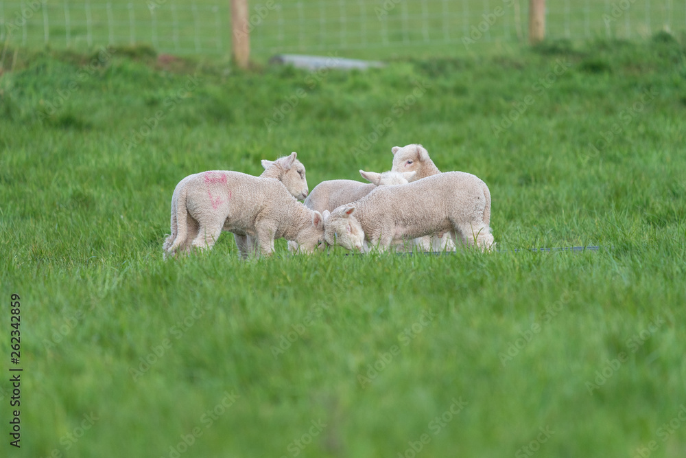 Fototapeta premium Lambs playing.