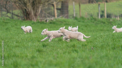 Lambs playing.