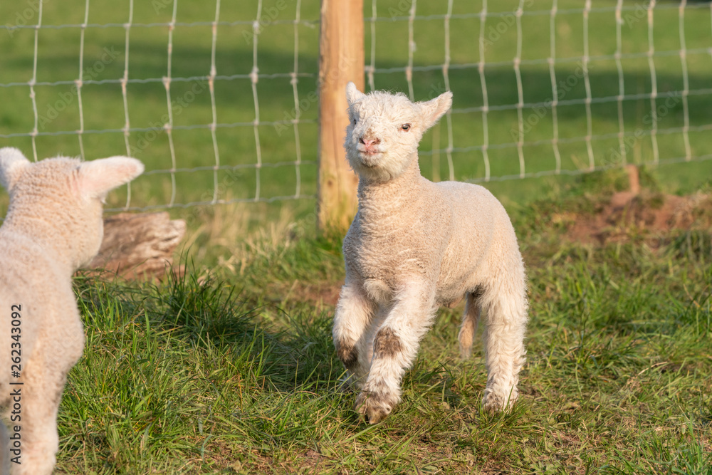 Obraz premium Lambs playing.