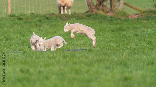 Lambs playing.