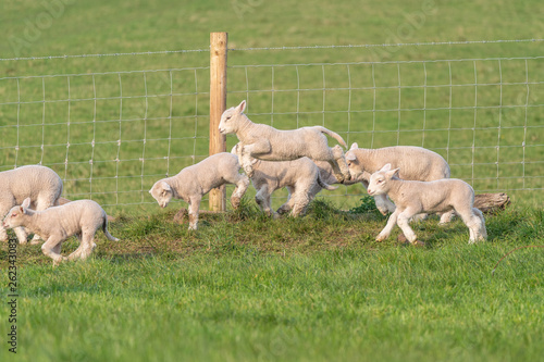 Lambs playing.
