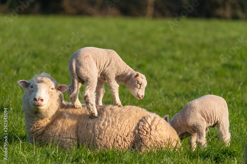 Lambs playing.